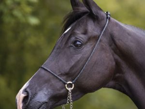 Billy Royal® Casper Arabian Silver Show Halter